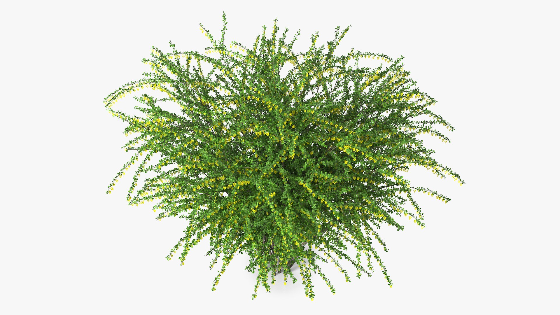 Bushes Collection 8 3D model https://p.turbosquid.com/ts-thumb/zp/4HtFkf/IU/bushescollection83dmodel093/jpg/1690790760/1920x1080/fit_q87/91ad0b927a8ac0546a738f2d8f3fa0c5f134ef35/bushescollection83dmodel093.jpg