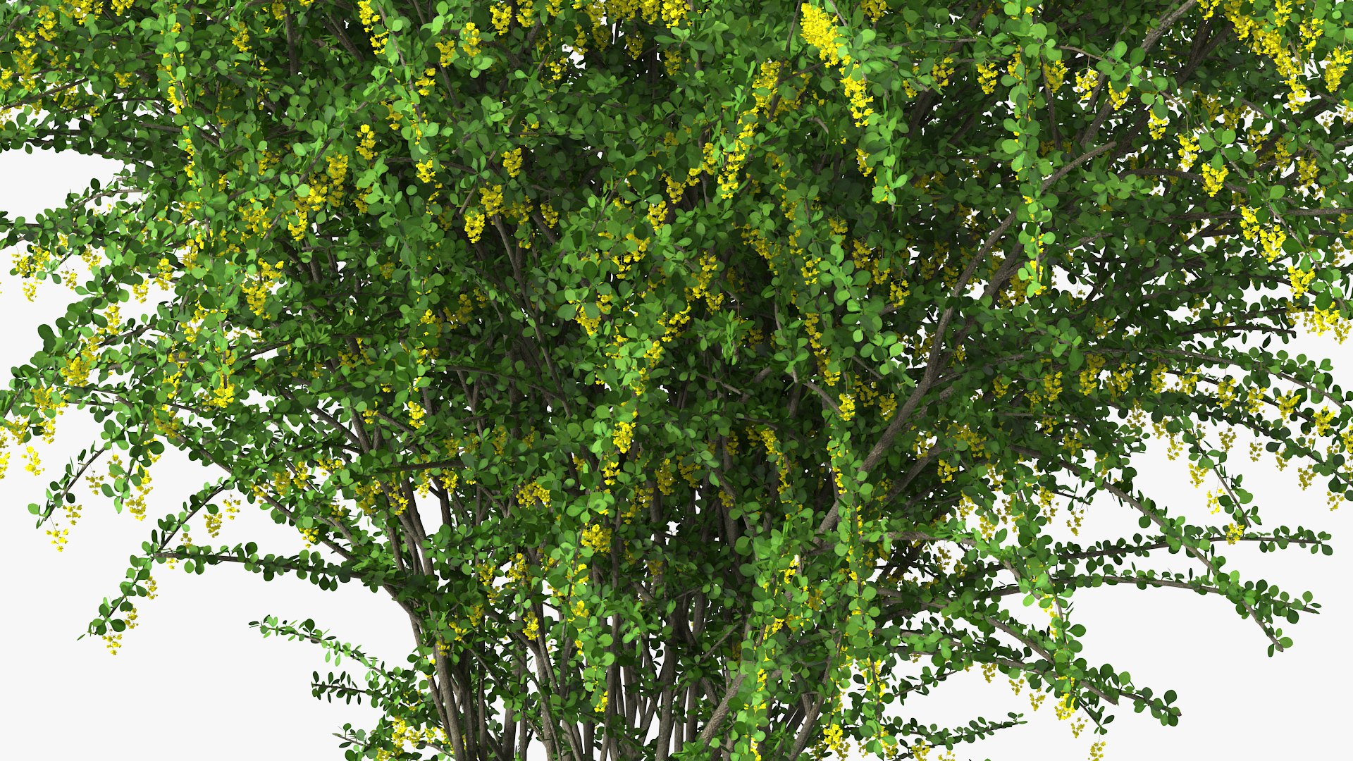 Bushes Collection 8 3D model https://p.turbosquid.com/ts-thumb/zp/4HtFkf/Lv/bushescollection83dmodel095/jpg/1690790771/1920x1080/fit_q87/4bc50ceea875d45e981f6ca84444becf1fd41023/bushescollection83dmodel095.jpg