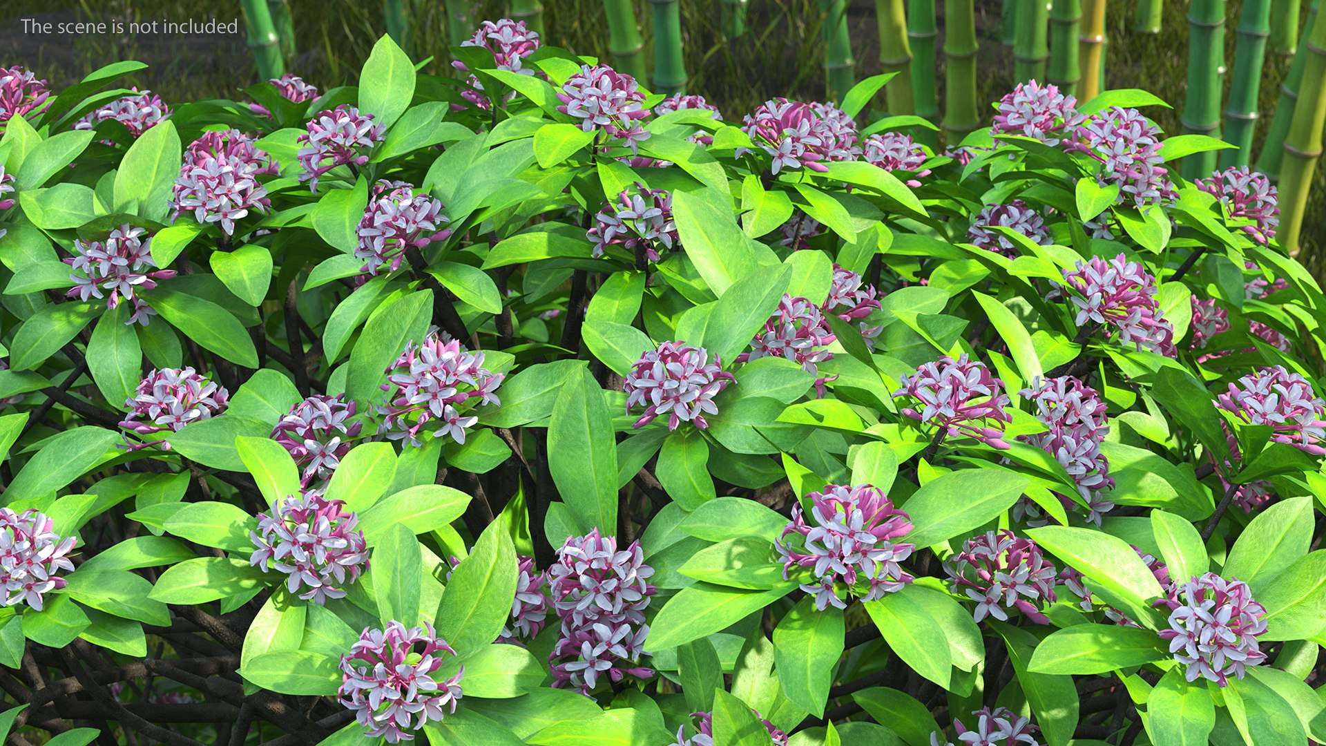 Bushes Collection 8 3D model https://p.turbosquid.com/ts-thumb/zp/4HtFkf/M2/bushescollection83dmodel039/jpg/1690790522/1920x1080/fit_q87/68f006d92ac9cf2ac5262284fb77efec0ae2f948/bushescollection83dmodel039.jpg