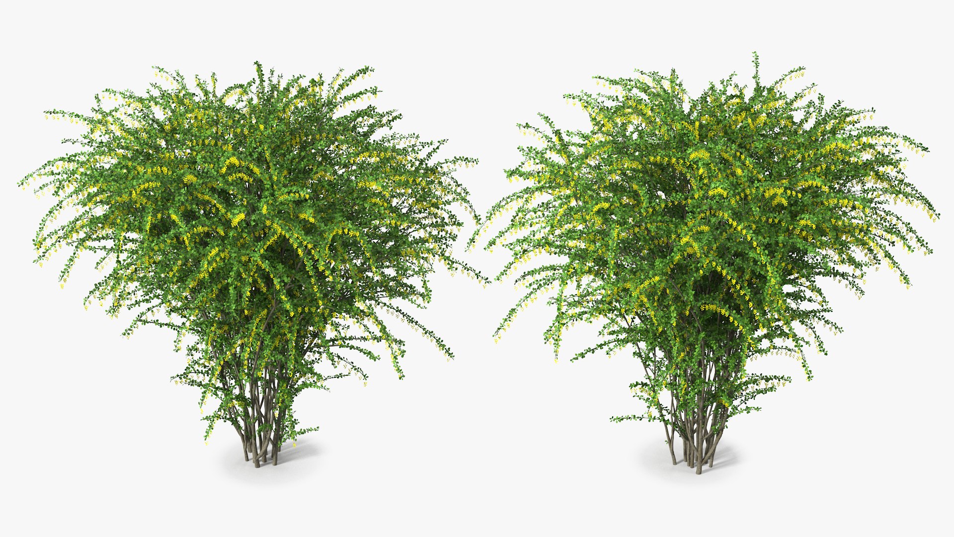 Bushes Collection 8 3D model https://p.turbosquid.com/ts-thumb/zp/4HtFkf/PS/bushescollection83dmodel092/jpg/1690790755/1920x1080/fit_q87/3b611a3fd1e8c359f183c03fca3e61a5550d9cdb/bushescollection83dmodel092.jpg