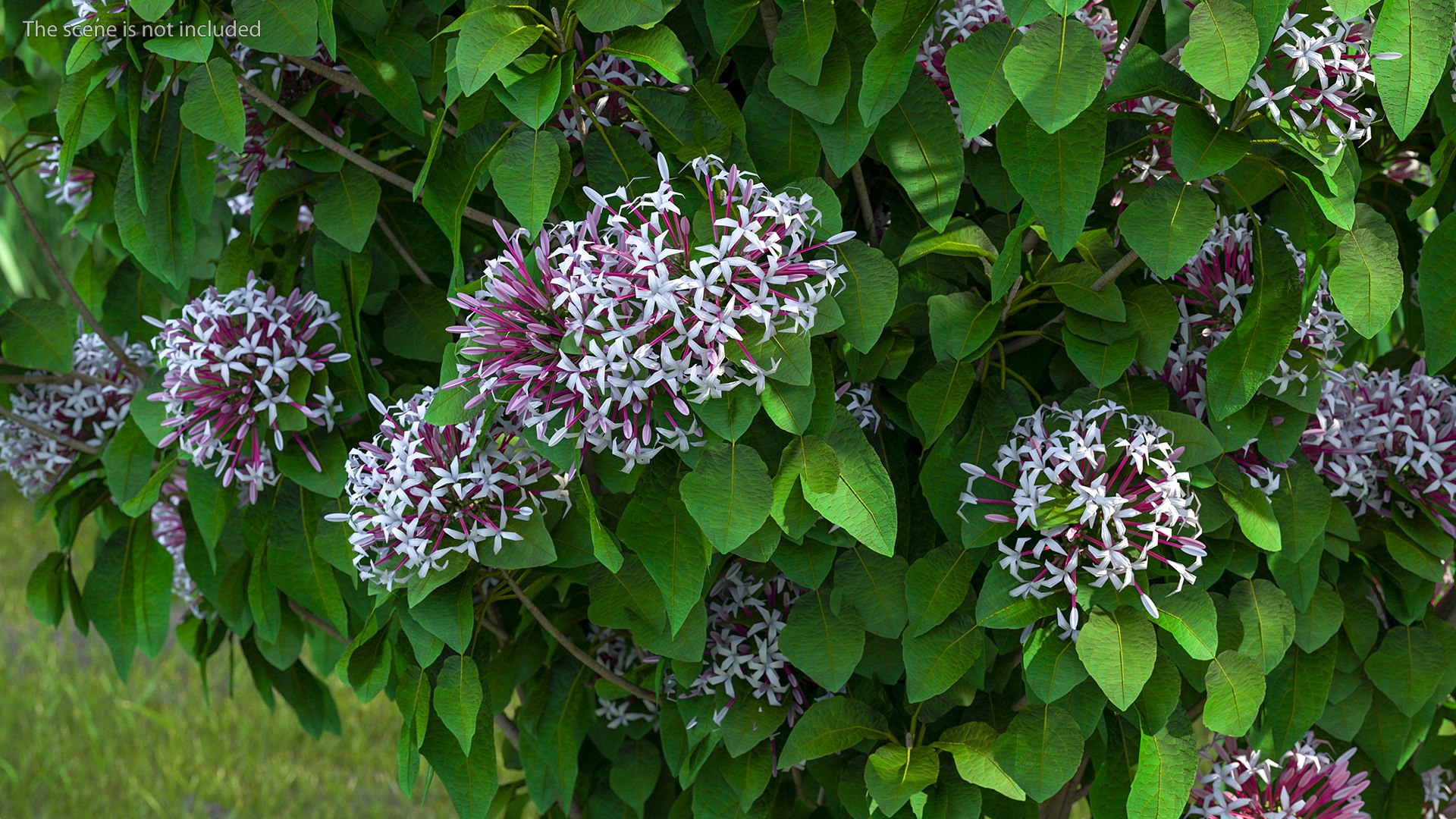 Bushes Collection 8 3D model https://p.turbosquid.com/ts-thumb/zp/4HtFkf/Su/bushescollection83dmodel074/jpg/1690790676/1920x1080/fit_q87/84376170302b2a03904710e8623cefd40a122454/bushescollection83dmodel074.jpg