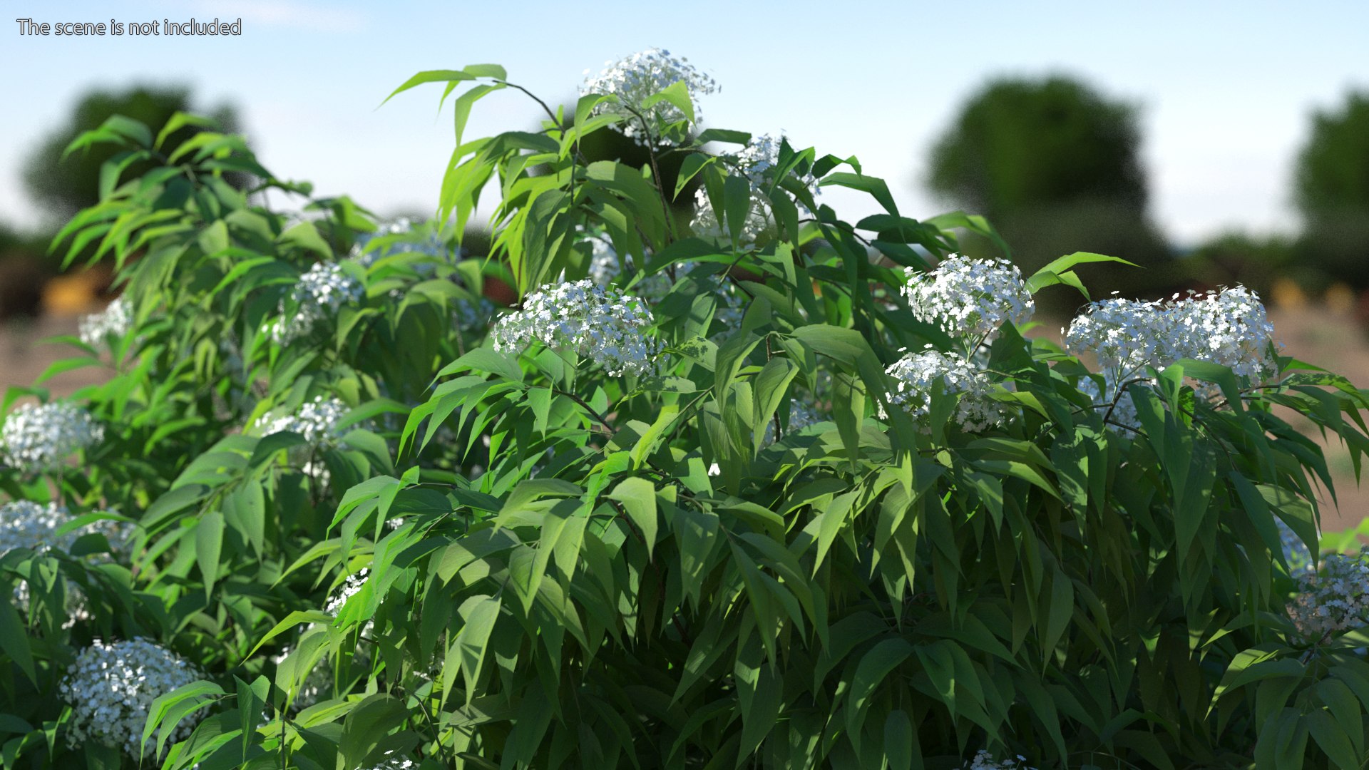 Bushes Collection 8 3D model https://p.turbosquid.com/ts-thumb/zp/4HtFkf/T5/bushescollection83dmodel048/jpg/1690790556/1920x1080/fit_q87/2aa3c7851fcb31aeb13068edc4f06032a19f46e5/bushescollection83dmodel048.jpg