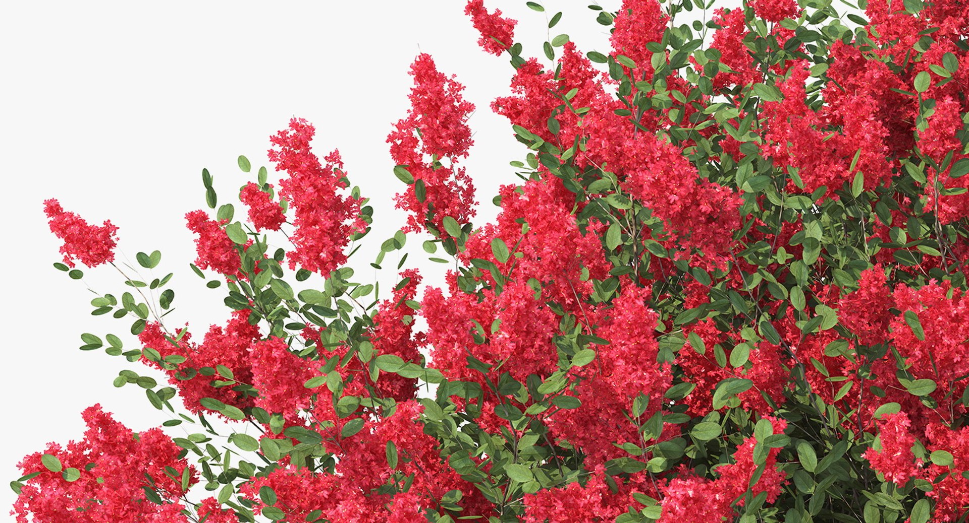 Bushes Collection 8 3D model https://p.turbosquid.com/ts-thumb/zp/4HtFkf/VY/bushescollection83dmodel029/jpg/1690790478/1920x1080/fit_q87/1874b3379a2b3bba7a27598a434aac52f2a12932/bushescollection83dmodel029.jpg