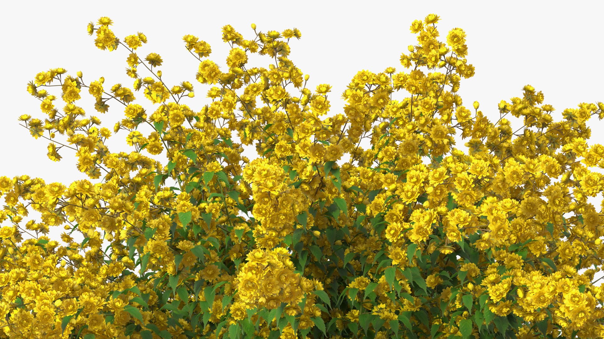 Bushes Collection 8 3D model https://p.turbosquid.com/ts-thumb/zp/4HtFkf/Vl/bushescollection83dmodel022/jpg/1690790447/1920x1080/fit_q87/06ef0a3c15ac709b4a5a0f8783ce7f999c9ead2f/bushescollection83dmodel022.jpg
