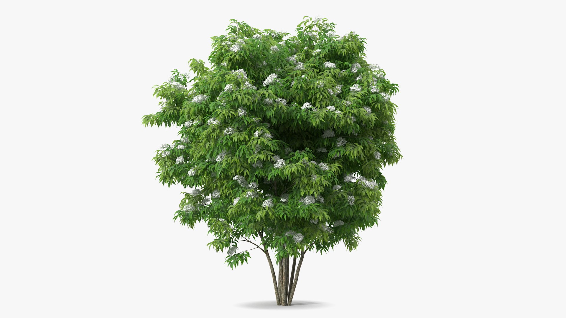 Bushes Collection 8 3D model https://p.turbosquid.com/ts-thumb/zp/4HtFkf/We/bushescollection83dmodel051/jpg/1690790568/1920x1080/fit_q87/77ae33dfa40180cf3faf70c08a5f5f2d368d363a/bushescollection83dmodel051.jpg