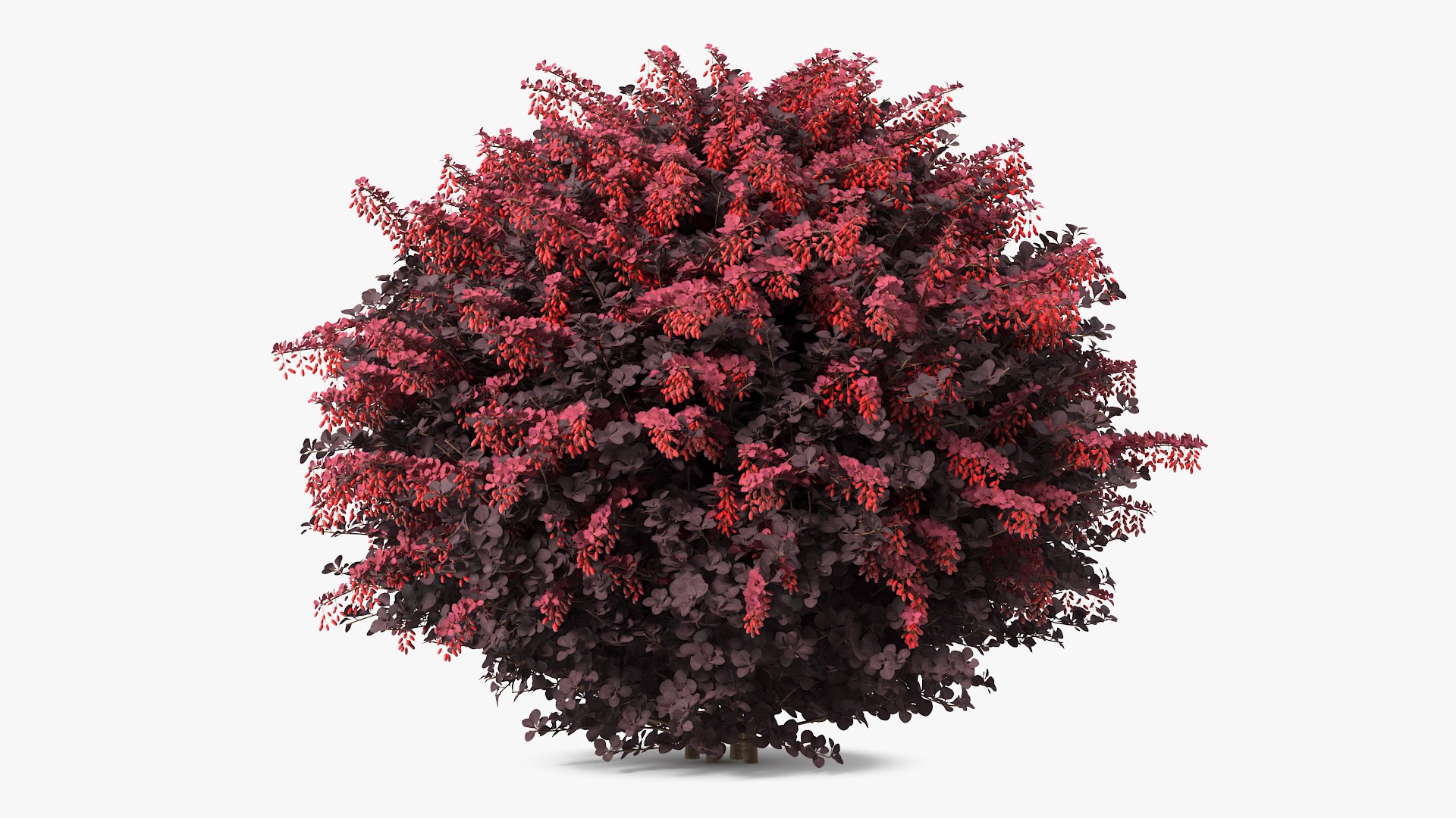 Bushes Collection 8 3D model https://p.turbosquid.com/ts-thumb/zp/4HtFkf/ZX/bushescollection83dmodel102/jpg/1690790802/1920x1080/fit_q87/74c4dd1166d9a0866761156d81b11894b92002fc/bushescollection83dmodel102.jpg