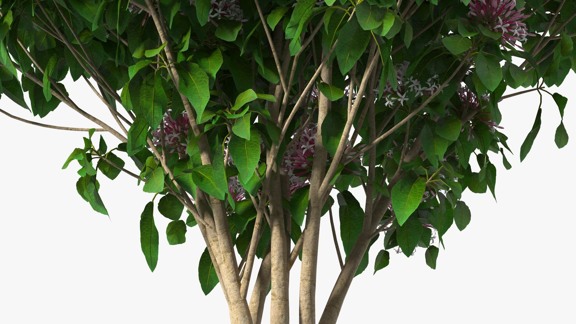 Bushes Collection 8 3D model https://p.turbosquid.com/ts-thumb/zp/4HtFkf/aj/bushescollection83dmodel082/jpg/1690790713/1920x1080/fit_q87/d59eac13bae1393fe4ecf5a70c617c0a63df0553/bushescollection83dmodel082.jpg