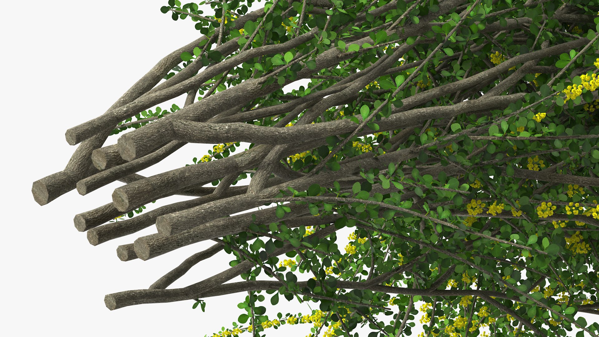 Bushes Collection 8 3D model https://p.turbosquid.com/ts-thumb/zp/4HtFkf/am/bushescollection83dmodel096/jpg/1690790776/1920x1080/fit_q87/de28bc3c118577ff95f23bb0e3f3a8cb9b611dab/bushescollection83dmodel096.jpg
