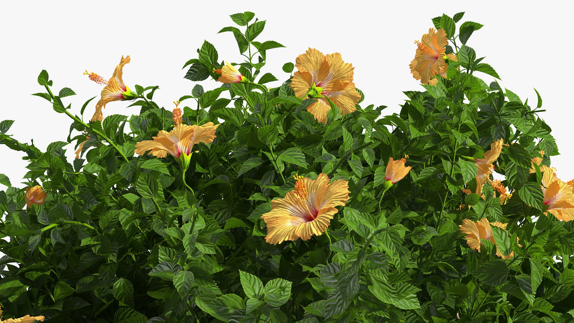 Bushes Collection 8 3D model https://p.turbosquid.com/ts-thumb/zp/4HtFkf/cC/bushescollection83dmodel010/jpg/1690790391/1920x1080/fit_q87/d17b33d1cbc9acf42fa534c7475a73537a67d44c/bushescollection83dmodel010.jpg