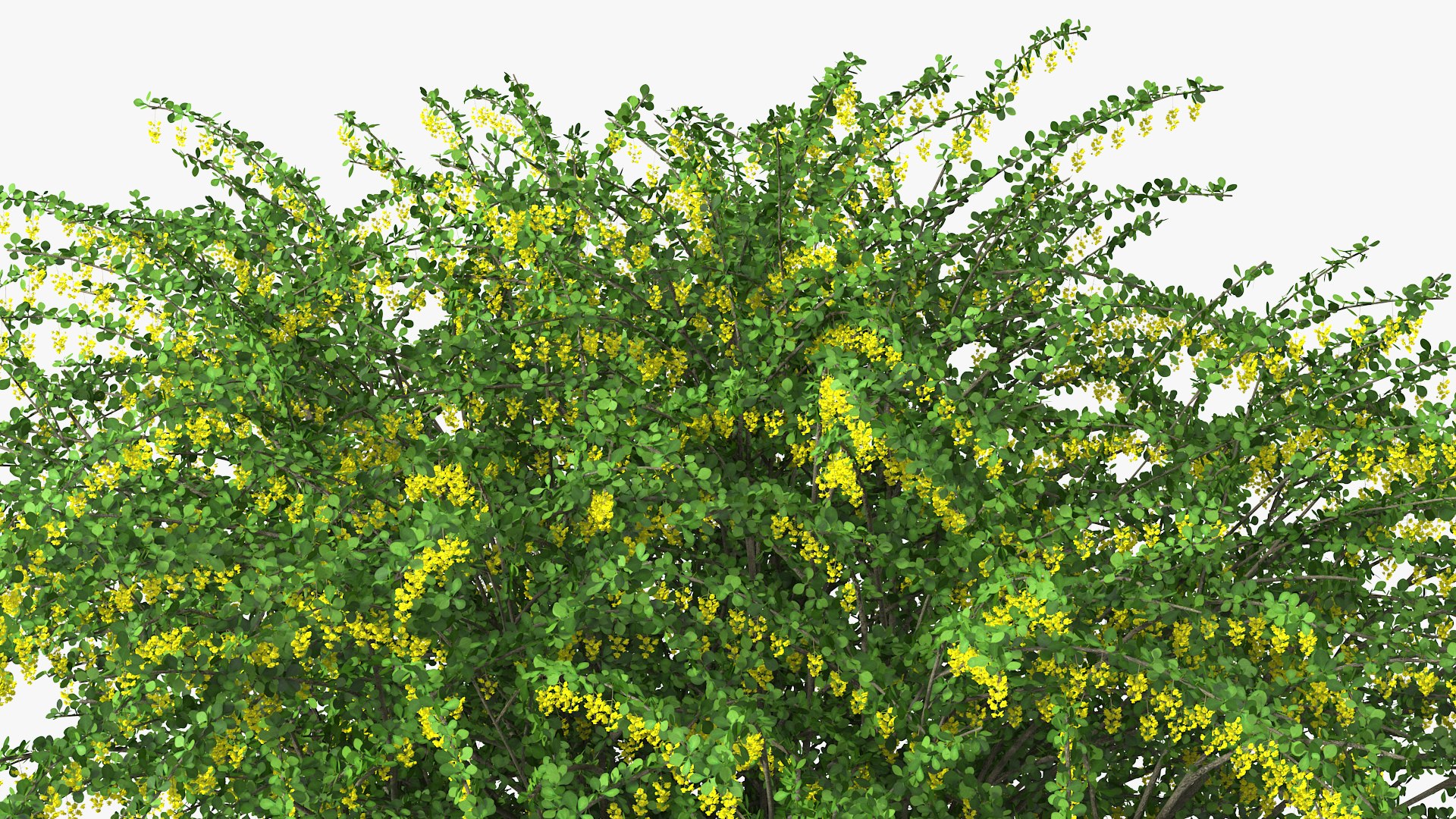 Bushes Collection 8 3D model https://p.turbosquid.com/ts-thumb/zp/4HtFkf/du/bushescollection83dmodel094/jpg/1690790766/1920x1080/fit_q87/162945f25648e335b5d35ceb4f7f3d63267d17cc/bushescollection83dmodel094.jpg