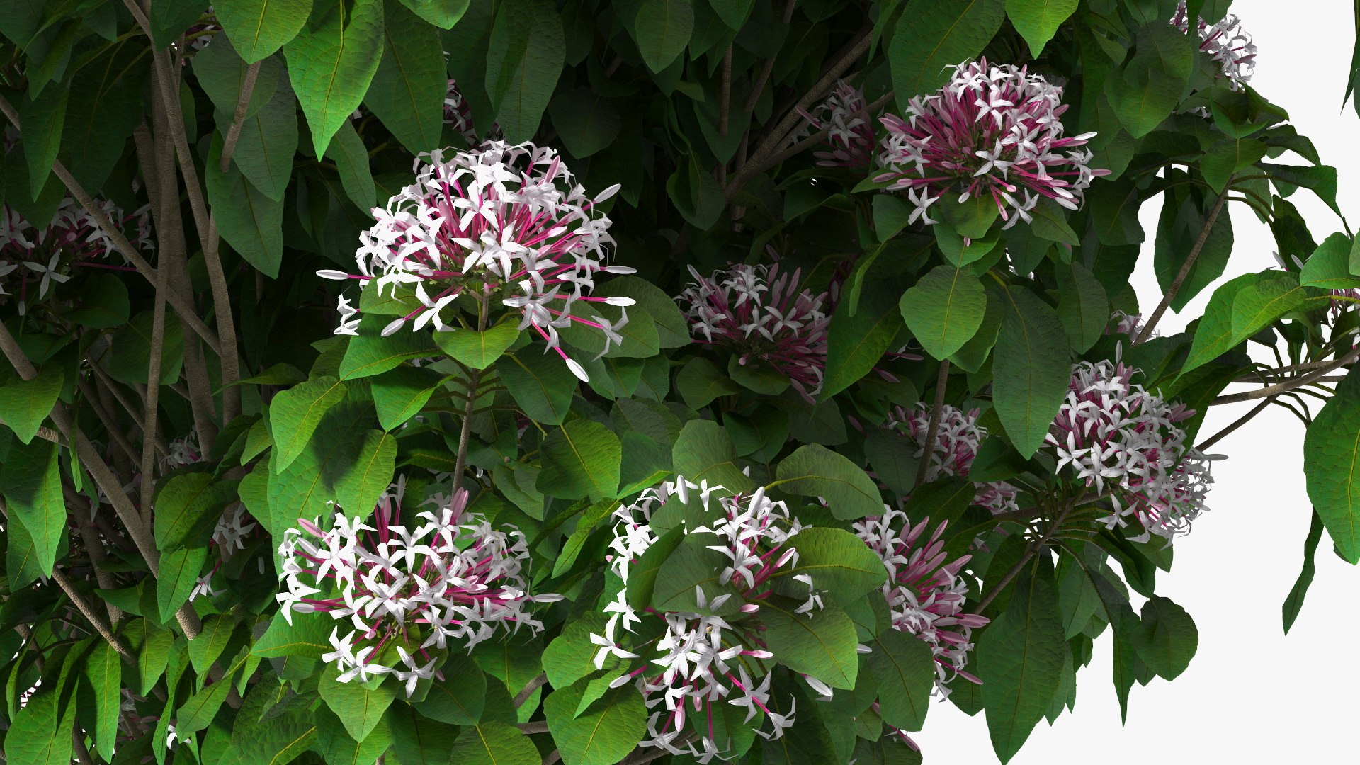 Bushes Collection 8 3D model https://p.turbosquid.com/ts-thumb/zp/4HtFkf/dz/bushescollection83dmodel084/jpg/1690790721/1920x1080/fit_q87/4e6478ad09124d953044309fe00b9cd8815c6973/bushescollection83dmodel084.jpg
