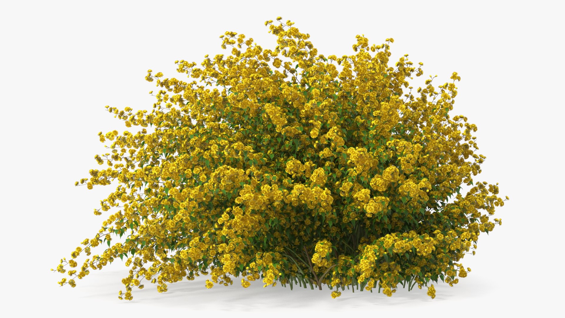 Bushes Collection 8 3D model https://p.turbosquid.com/ts-thumb/zp/4HtFkf/fd/bushescollection83dmodel018/jpg/1690790430/1920x1080/fit_q87/d59189d37fb91c2ba26dbdaaa7c63d35c55c56f8/bushescollection83dmodel018.jpg