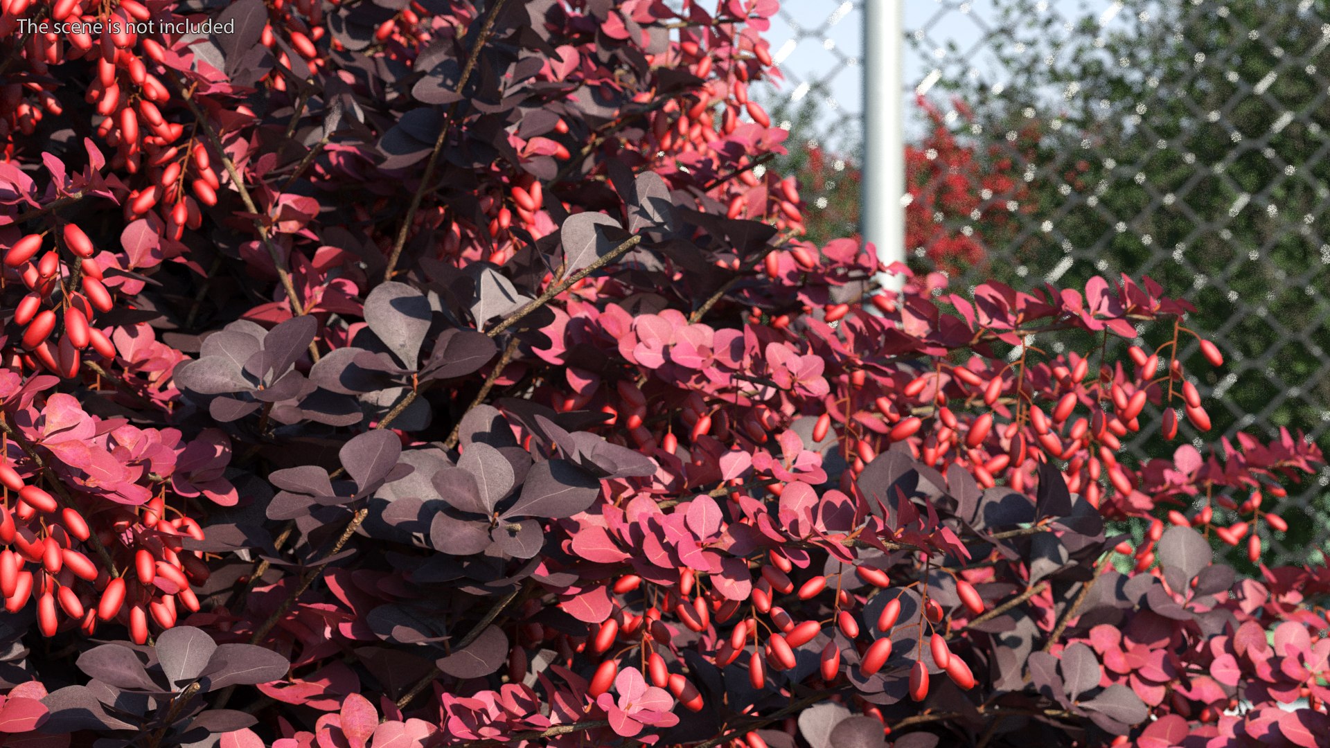 Bushes Collection 8 3D model https://p.turbosquid.com/ts-thumb/zp/4HtFkf/i7/bushescollection83dmodel100/jpg/1690790794/1920x1080/fit_q87/a4f0d22756a1141c93acdf37334bf5315db5a80f/bushescollection83dmodel100.jpg