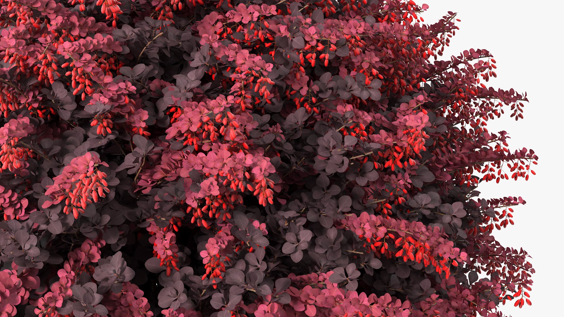 Bushes Collection 8 3D model https://p.turbosquid.com/ts-thumb/zp/4HtFkf/kI/bushescollection83dmodel108/jpg/1690790829/1920x1080/fit_q87/91ac5642bb9f84bb827ea77f618e6d22a60fe0a1/bushescollection83dmodel108.jpg