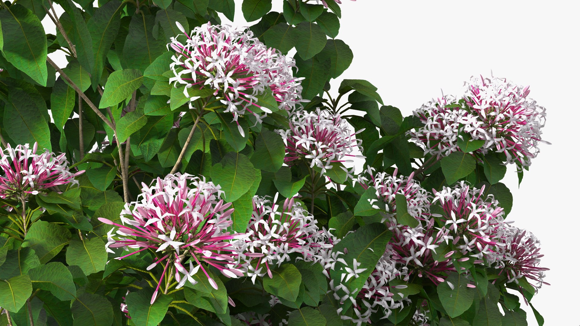 Bushes Collection 8 3D model https://p.turbosquid.com/ts-thumb/zp/4HtFkf/kx/bushescollection83dmodel086/jpg/1690790730/1920x1080/fit_q87/caa27e7c45d1e106a1d3ba7bc41293132c5c2d8f/bushescollection83dmodel086.jpg