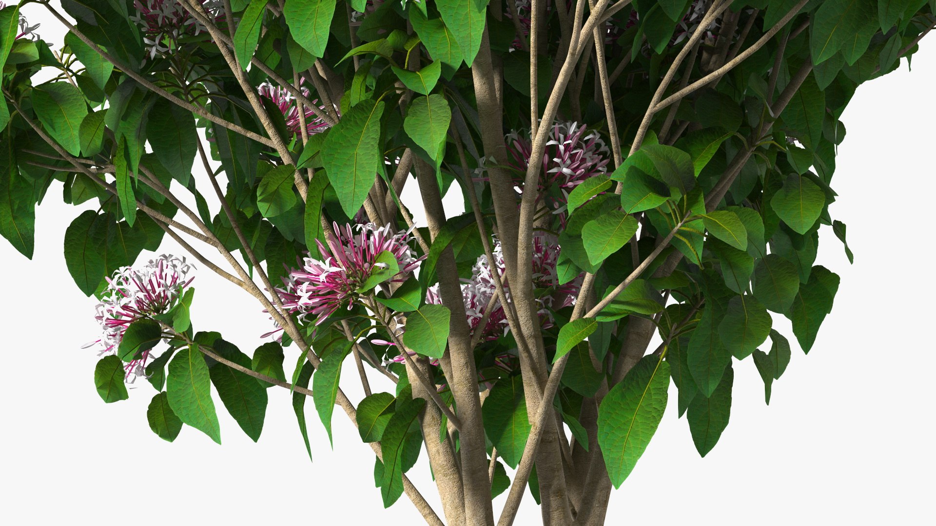 Bushes Collection 8 3D model https://p.turbosquid.com/ts-thumb/zp/4HtFkf/lj/bushescollection83dmodel083/jpg/1690790717/1920x1080/fit_q87/1cf8ba22f856043901a35ac9d43aa3c6e167913f/bushescollection83dmodel083.jpg