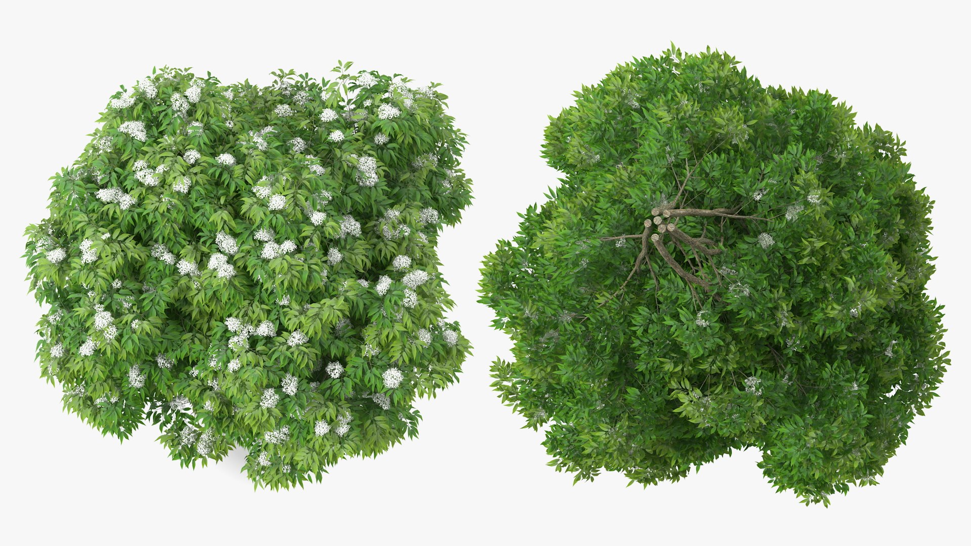 Bushes Collection 8 3D model https://p.turbosquid.com/ts-thumb/zp/4HtFkf/mo/bushescollection83dmodel052/jpg/1690790573/1920x1080/fit_q87/e39bfd02ce84adf228fed5a0b3c9acbb1ea45922/bushescollection83dmodel052.jpg