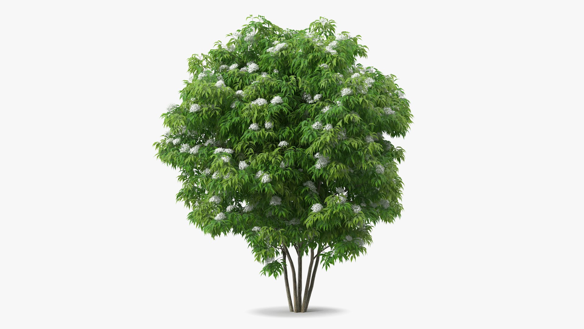 Bushes Collection 8 3D model https://p.turbosquid.com/ts-thumb/zp/4HtFkf/th/bushescollection83dmodel050/jpg/1690790564/1920x1080/fit_q87/f42c4e3d2ce1fb7cafb9b5da3f6ce02265e79197/bushescollection83dmodel050.jpg
