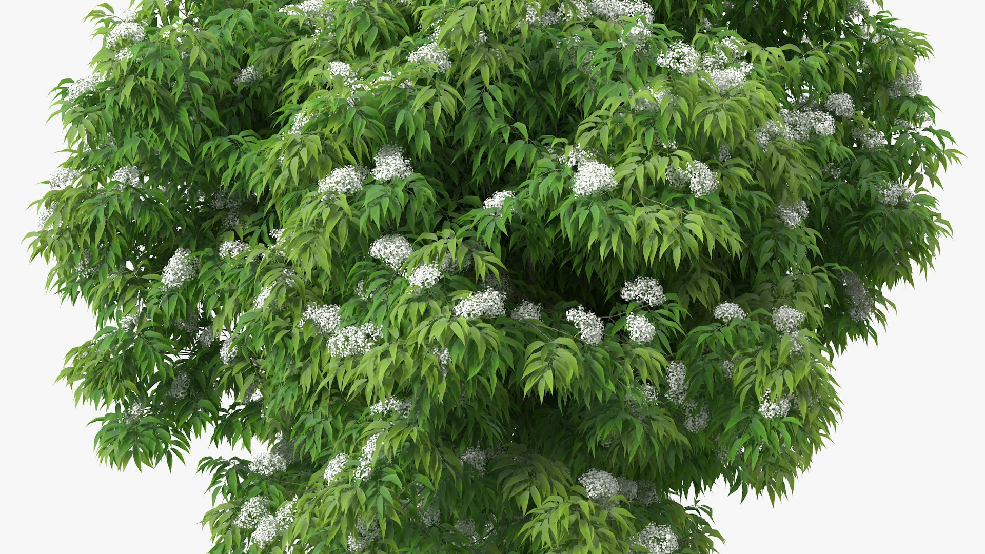 Bushes Collection 8 3D model https://p.turbosquid.com/ts-thumb/zp/4HtFkf/wK/bushescollection83dmodel054/jpg/1690790585/1920x1080/fit_q87/f9a89669a152cfe7437d4a38ba8f8cecb8b91670/bushescollection83dmodel054.jpg