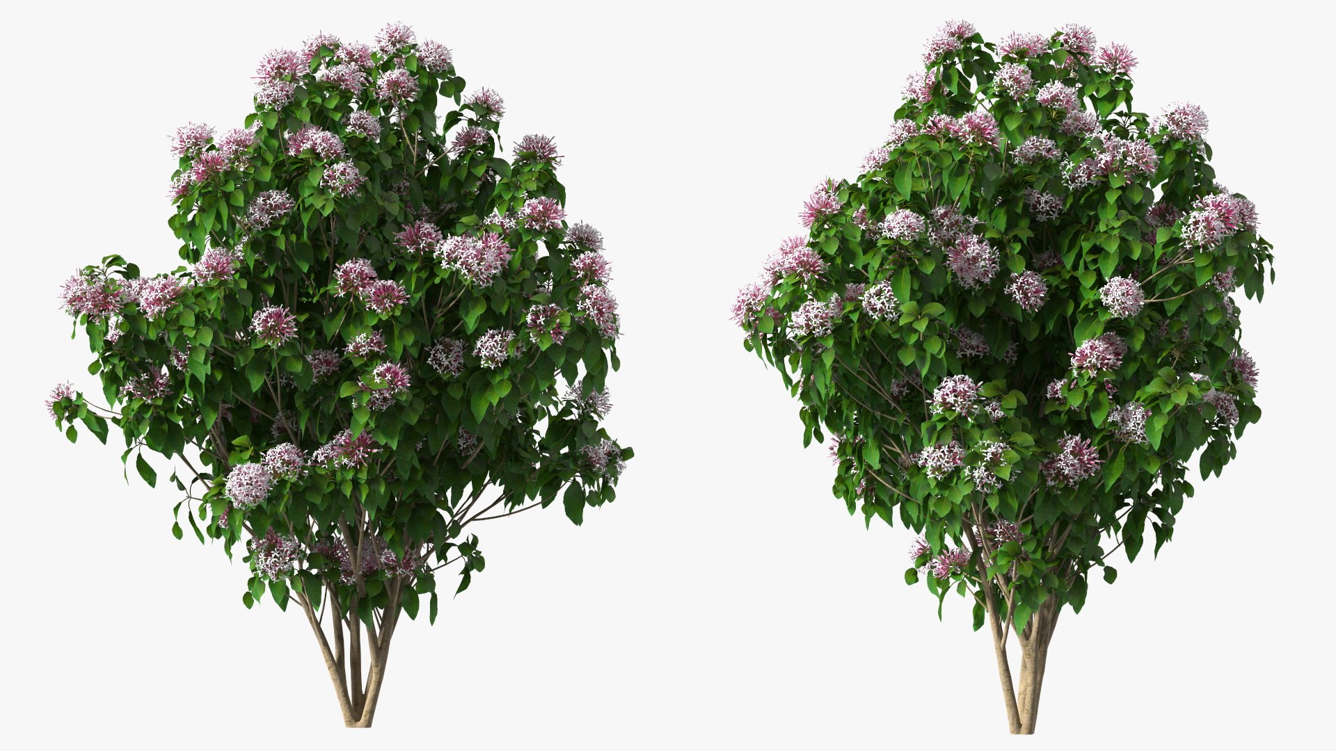 Bushes Collection 8 3D model https://p.turbosquid.com/ts-thumb/zp/4HtFkf/wT/bushescollection83dmodel080/jpg/1690790701/1920x1080/fit_q87/3b12423251e4f66330dd293d07a44f26dd3e5ebb/bushescollection83dmodel080.jpg