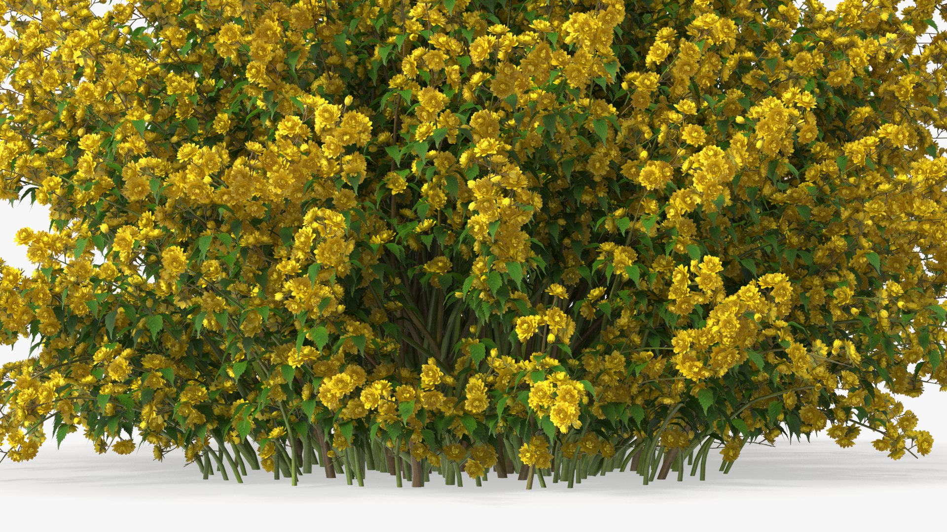 Bushes Collection 8 3D model https://p.turbosquid.com/ts-thumb/zp/4HtFkf/wy/bushescollection83dmodel023/jpg/1690790452/1920x1080/fit_q87/12e793b1e625bb26780990ae80f1fc5f4663e272/bushescollection83dmodel023.jpg