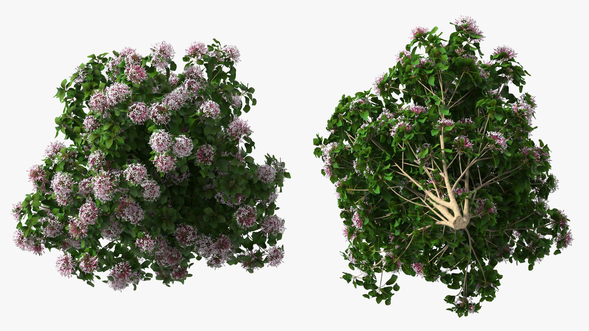 Bushes Collection 8 3D model https://p.turbosquid.com/ts-thumb/zp/4HtFkf/zI/bushescollection83dmodel081/jpg/1690790707/1920x1080/fit_q87/ded602d60b65cbd6d06bd95241e2c3ccdcec4bc5/bushescollection83dmodel081.jpg