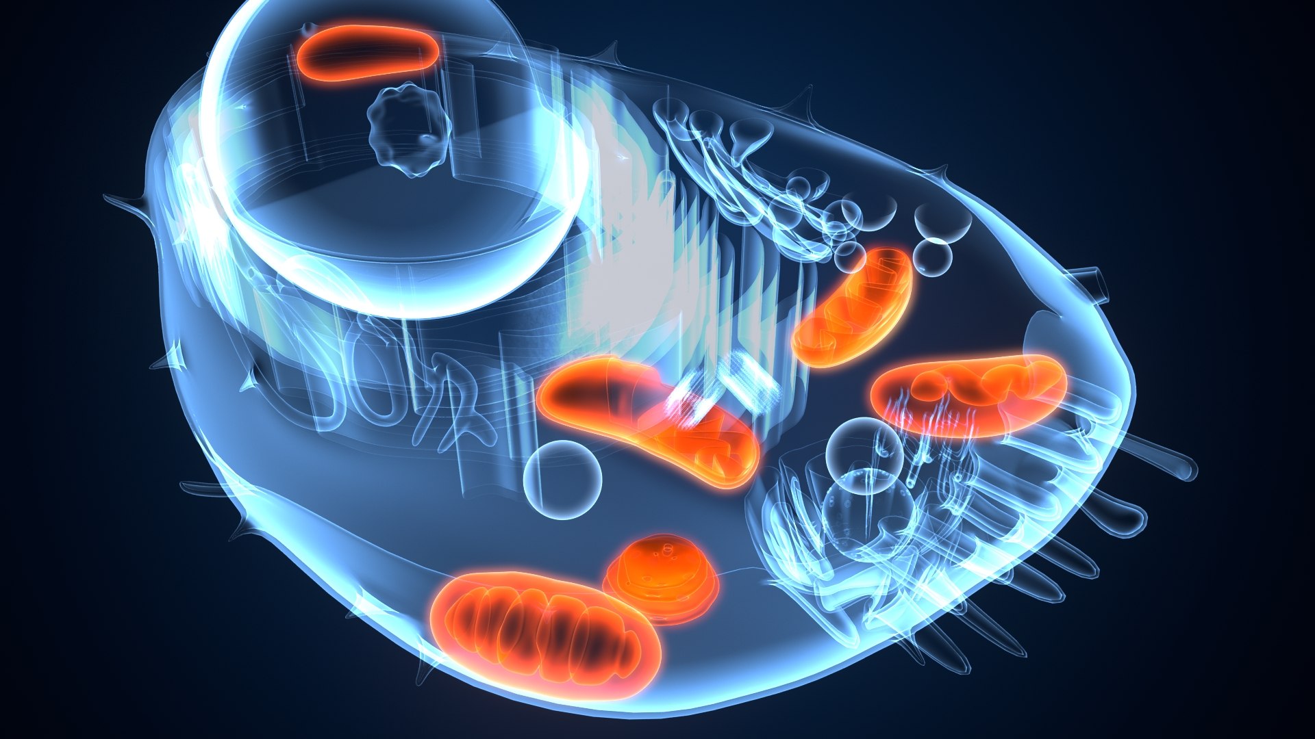 animal cell anatomy 3D model https://p.turbosquid.com/ts-thumb/zp/GdJBmK/8T/animalcell0004/jpeg/1639293262/1920x1080/fit_q87/afde0a479a86ab092862395348b9594d1270b132/animalcell0004.jpg
