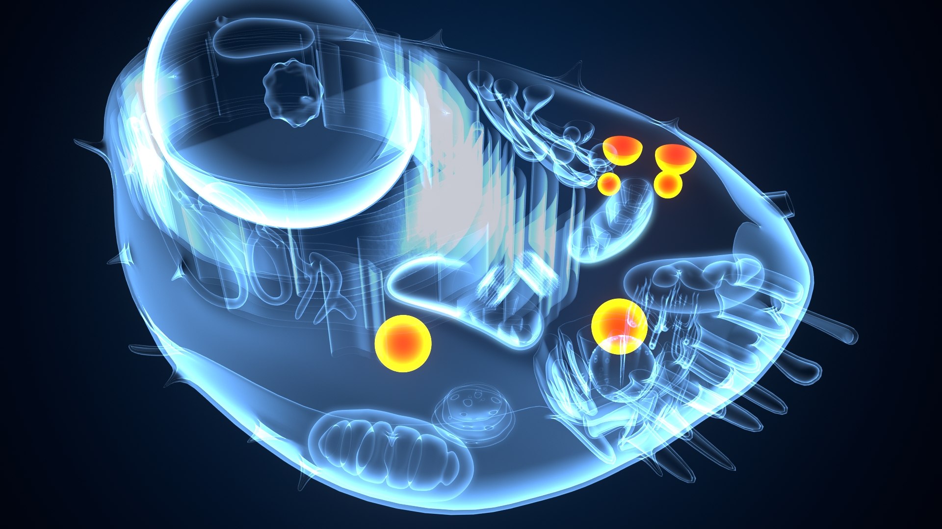 animal cell anatomy 3D model https://p.turbosquid.com/ts-thumb/zp/GdJBmK/Ws/animalcell0005/jpeg/1639293262/1920x1080/fit_q87/4453caa295492f01ec6929f90476e3150284be47/animalcell0005.jpg