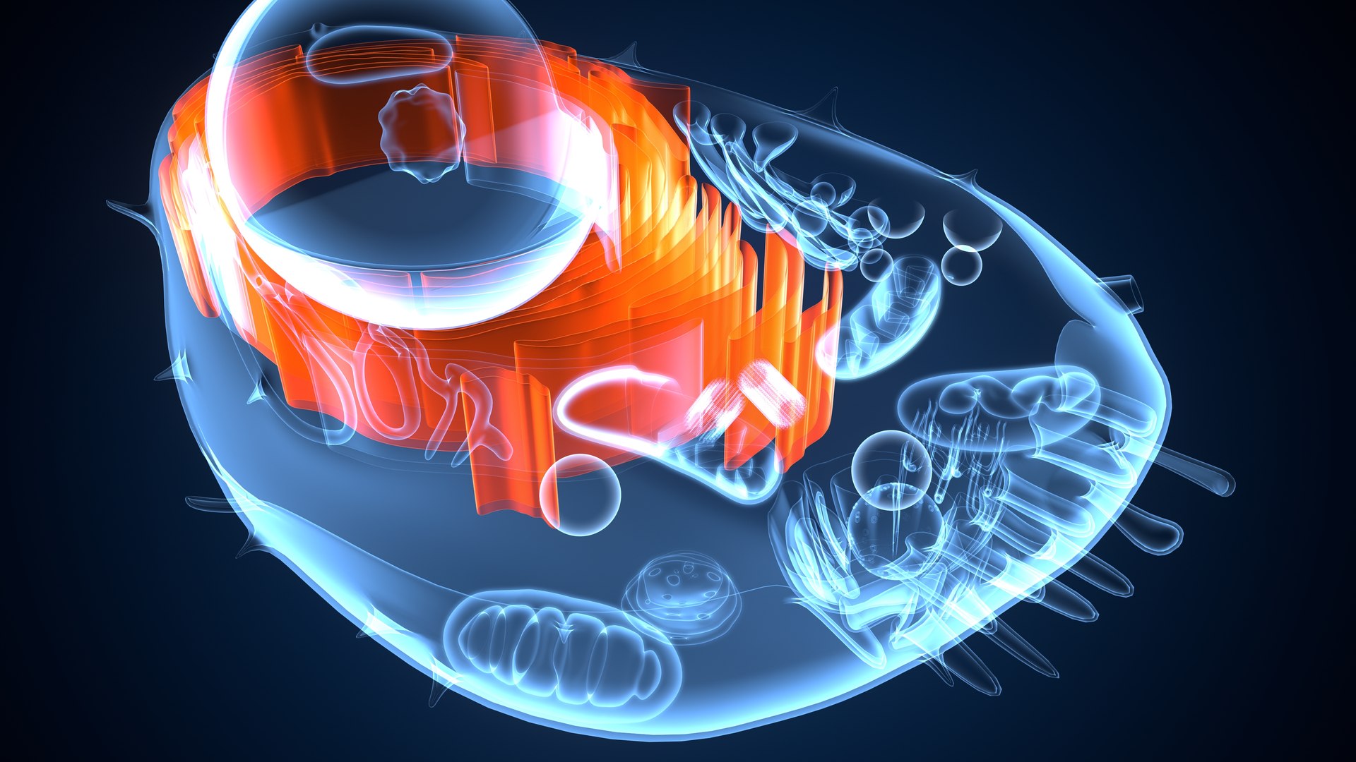 animal cell anatomy 3D model https://p.turbosquid.com/ts-thumb/zp/GdJBmK/n1/animalcell0003/jpeg/1639293265/1920x1080/fit_q87/2e6b54db707366fa8c5ce826966fd7996adc4e43/animalcell0003.jpg