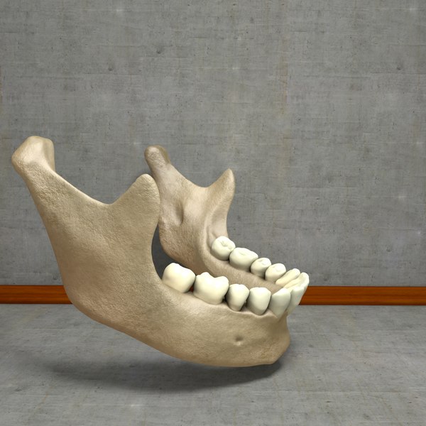 3ds max human jawbones teeth gums