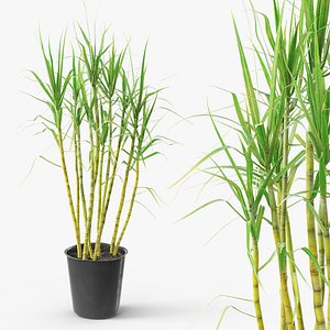 Sugarcane Plant in Pot with Soil Green