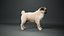 3D Pug Rigged Blender model