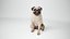 3D Pug Rigged Blender model