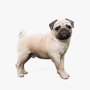 3D Pug Rigged Blender model