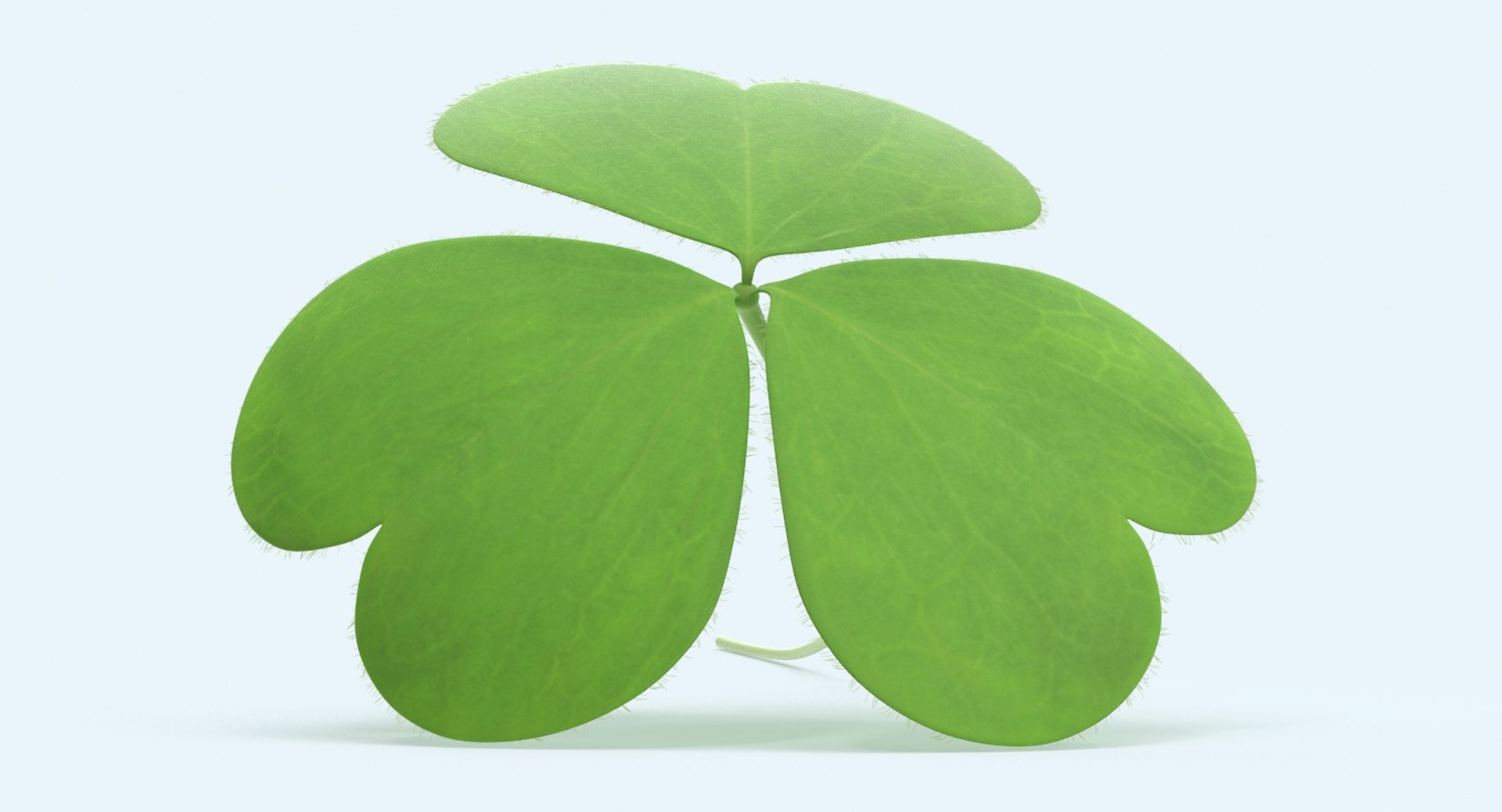 Clover----single-laying 3d Model