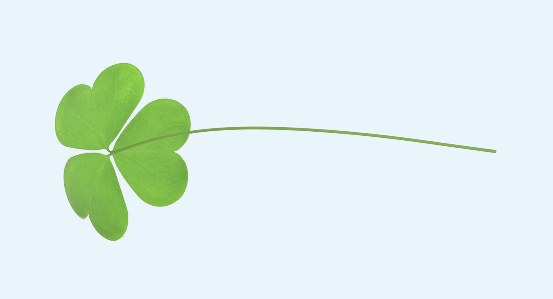 Clover----single-laying 3d Model