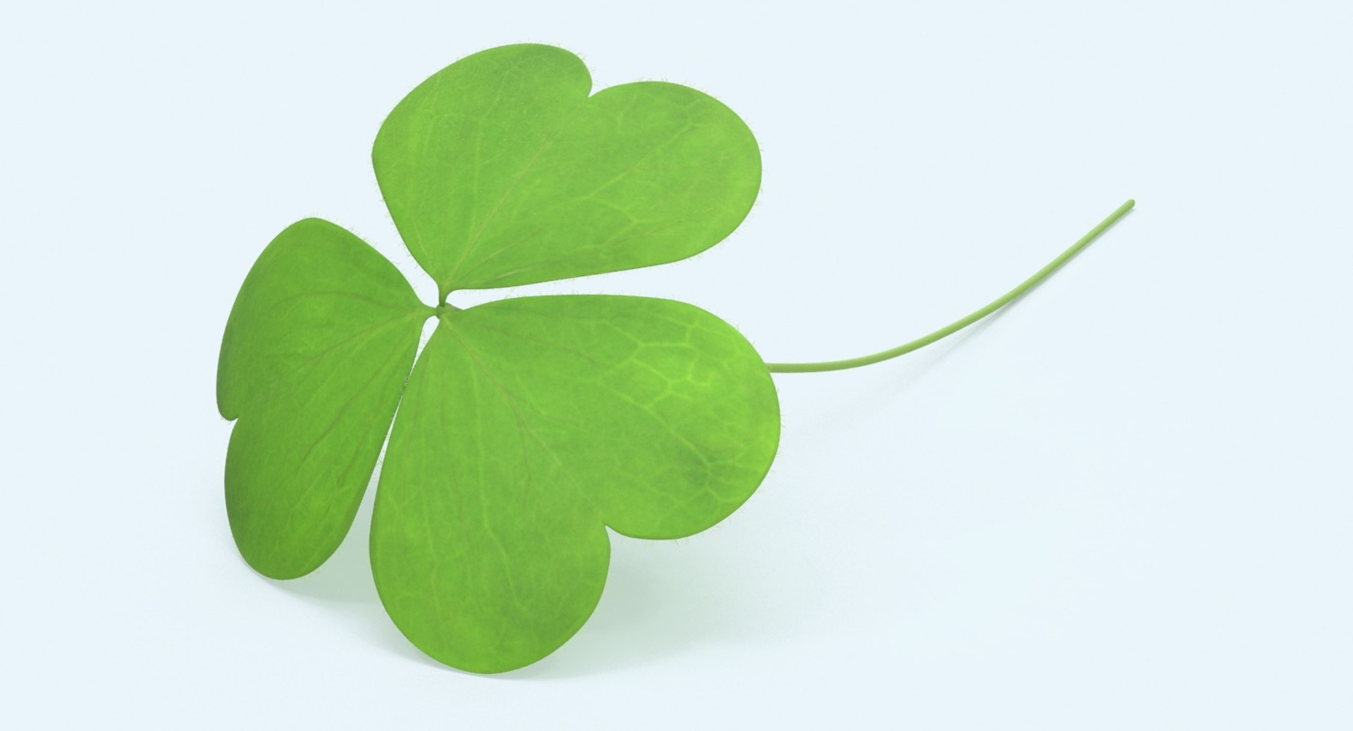 Clover----single-laying 3d Model