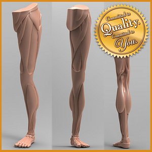 Human Leg Anatomy