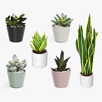 Decorative Indoor Plants Collection 4