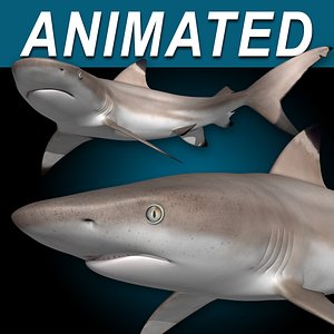 Shark Blender Models for Download