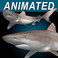 Reef Shark