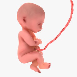 24 Weeks Human Fetus model
