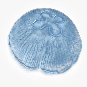 Jellyfish Aurelia 3D model