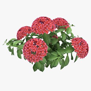 plant flowers 3D model