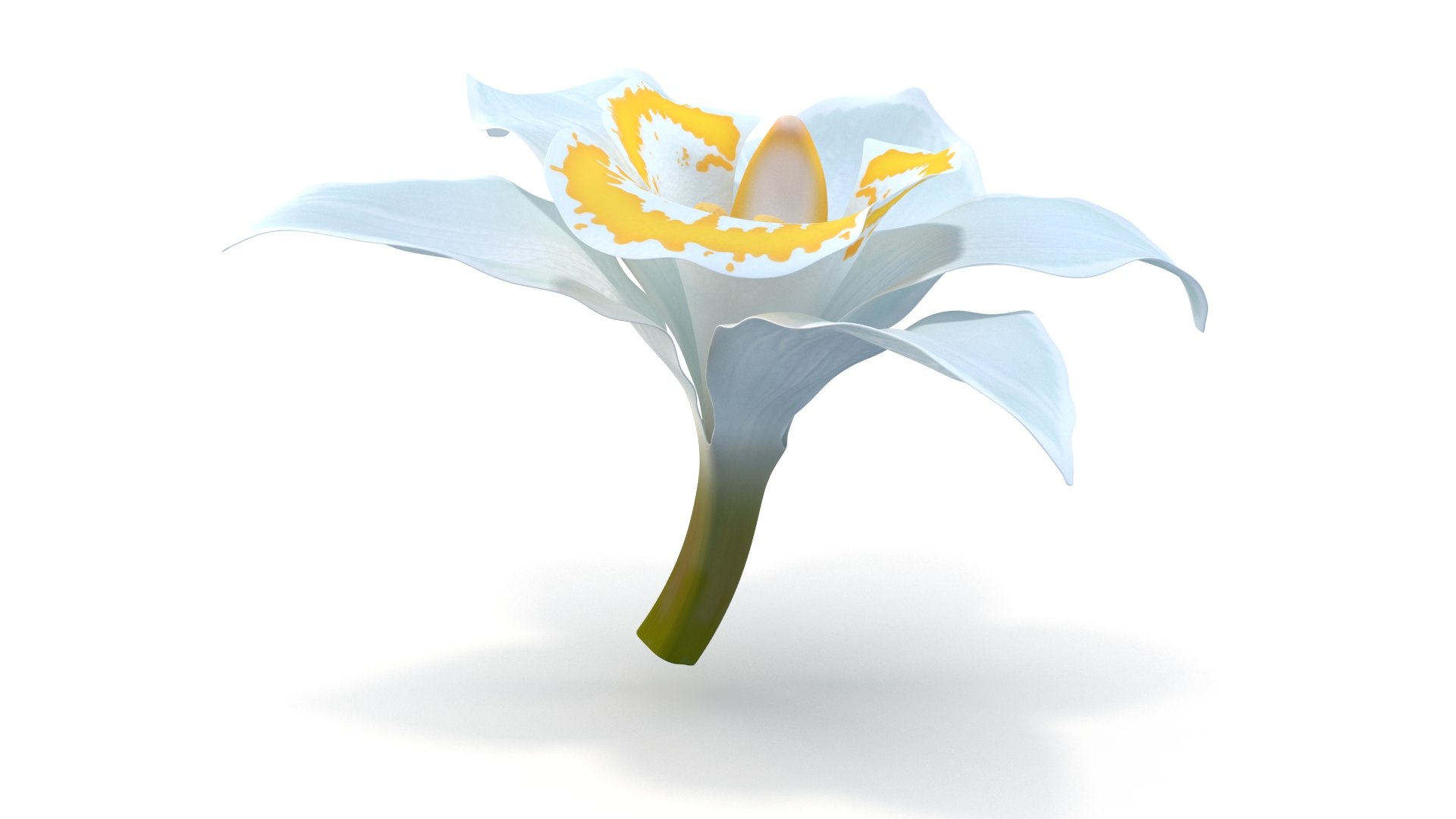 3D Realistic White Orchids Cymbidium 3D Model - High-Quality 4K PBR Asset model https://p.turbosquid.com/ts-thumb/zq/1PxJvc/5W/5/jpg/1739783486/1920x1080/fit_q87/e4352acdd256e9cb0248e3b80804925d425d02f9/5.jpg