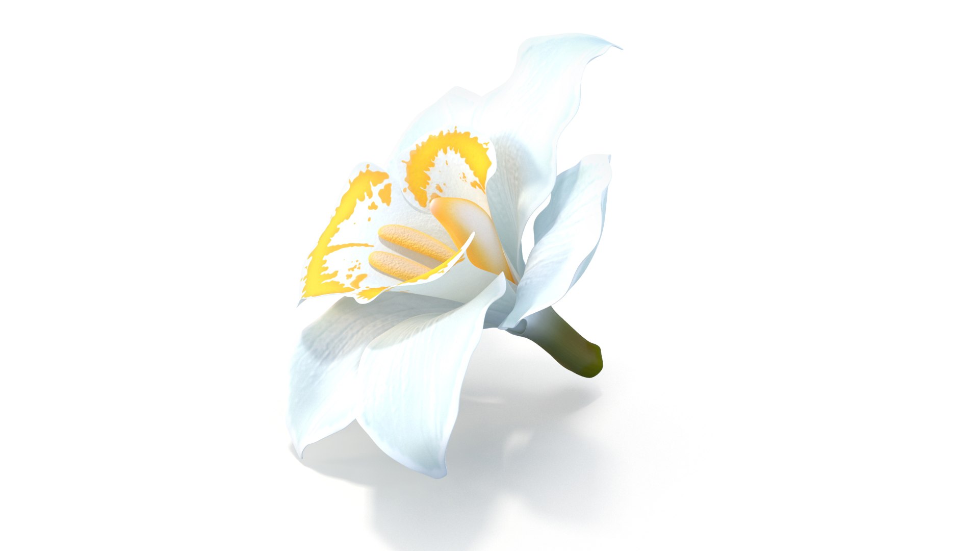 3D Realistic White Orchids Cymbidium 3D Model - High-Quality 4K PBR Asset model https://p.turbosquid.com/ts-thumb/zq/1PxJvc/8C/7/jpg/1739783487/1920x1080/fit_q87/a9036006365502d400dc4c0fba3dd662dd6db9af/7.jpg
