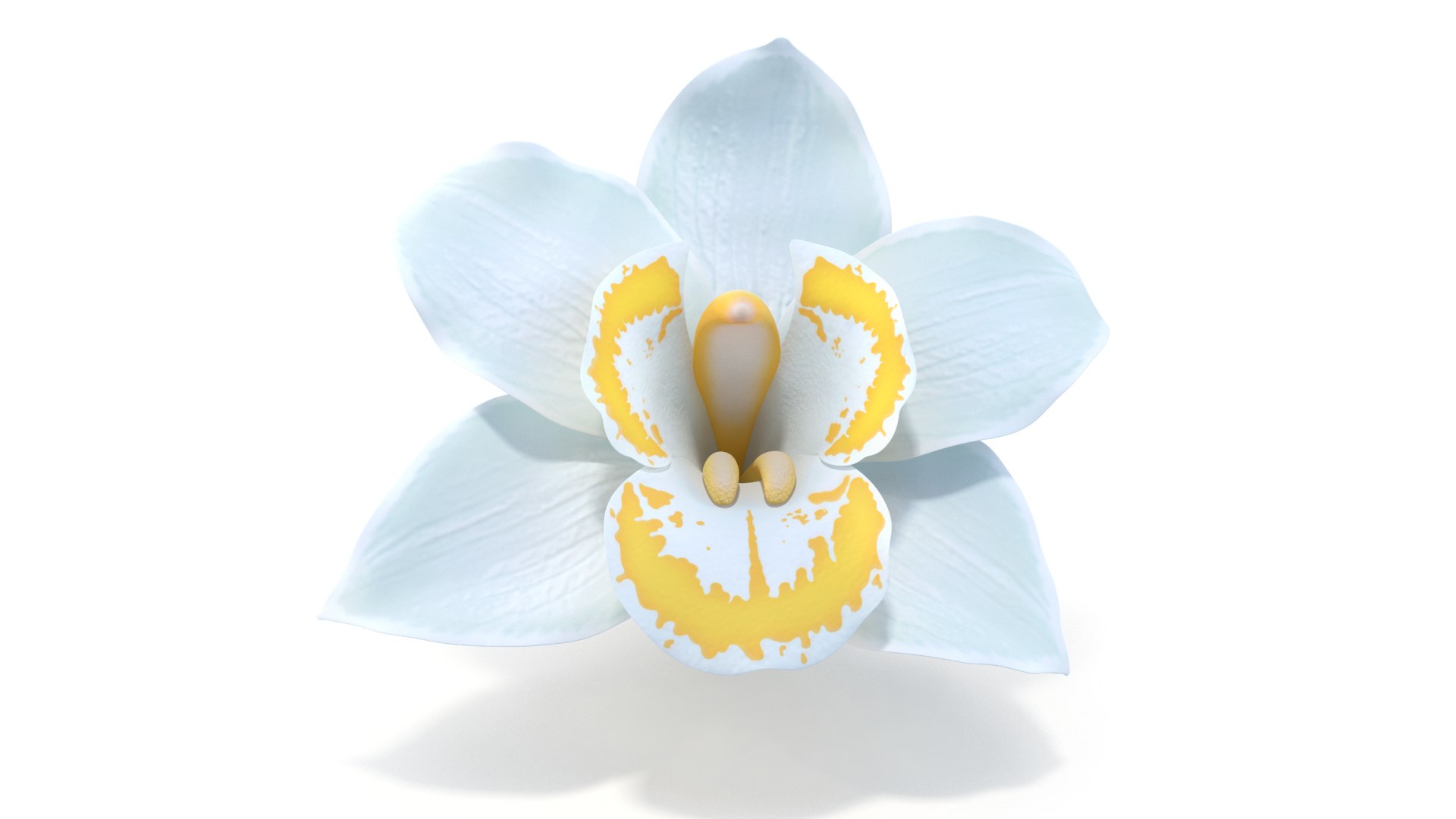 3D Realistic White Orchids Cymbidium 3D Model - High-Quality 4K PBR Asset model https://p.turbosquid.com/ts-thumb/zq/1PxJvc/fq/2/jpg/1739783484/1920x1080/fit_q87/6dffb07e1320a3ee197050f82ed5a17f50cd0f52/2.jpg