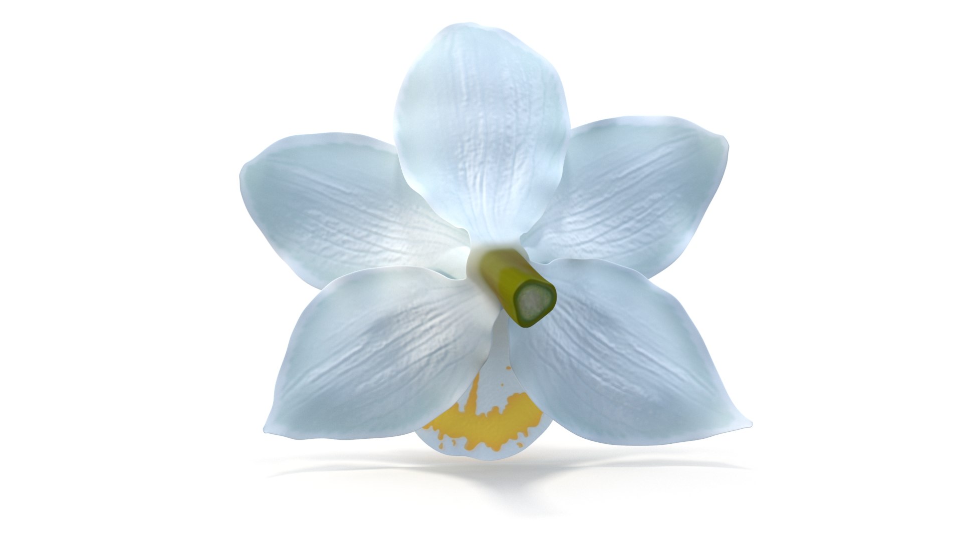 3D Realistic White Orchids Cymbidium 3D Model - High-Quality 4K PBR Asset model https://p.turbosquid.com/ts-thumb/zq/1PxJvc/kT/4/jpg/1739783485/1920x1080/fit_q87/7c5a13495b84208cdf8878d1a95f96b755d7d9a5/4.jpg