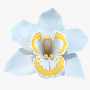 3D Realistic White Orchids Cymbidium 3D Model - High-Quality 4K PBR Asset model