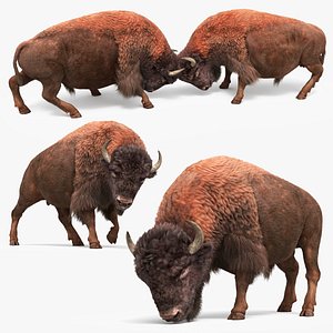 3D North American Bison Fur Set Animated Rigged For Maya model